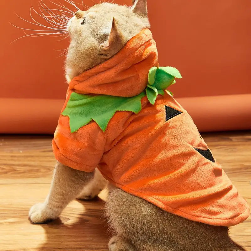 Pumpkin Costume for Cats – Halloween Outfit | Pet Dress-Up in Pakistan